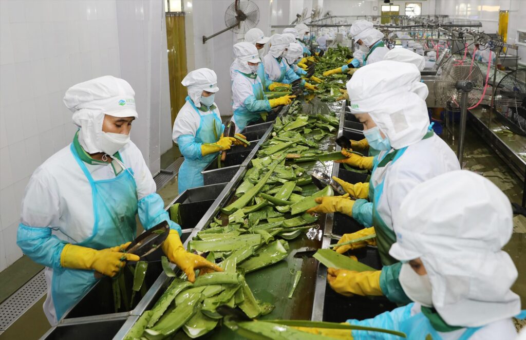 Aloe Vera Manufacturing